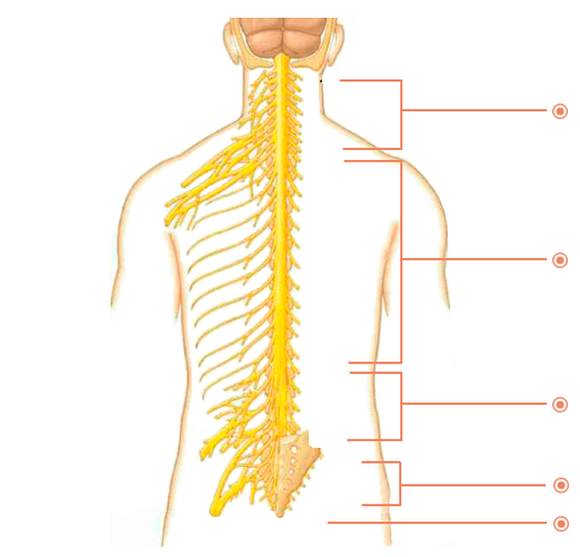 Na ktorých miestach je osteochondróza